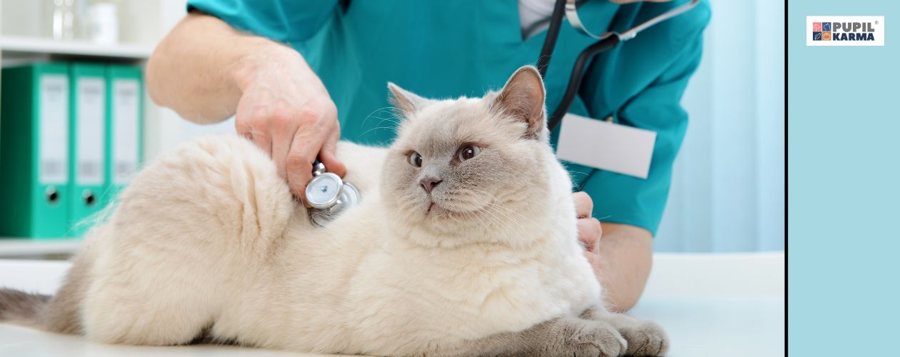 Dokładny termin porodu wyznaczy lekarz weterynarii. Zdjęcie kotki u weterynarza. Po prawej niebieski pasek i logo pupilkarma. 